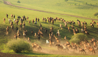 Chevaux de Mongolie